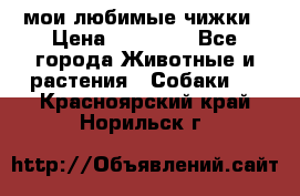 мои любимые чижки › Цена ­ 15 000 - Все города Животные и растения » Собаки   . Красноярский край,Норильск г.